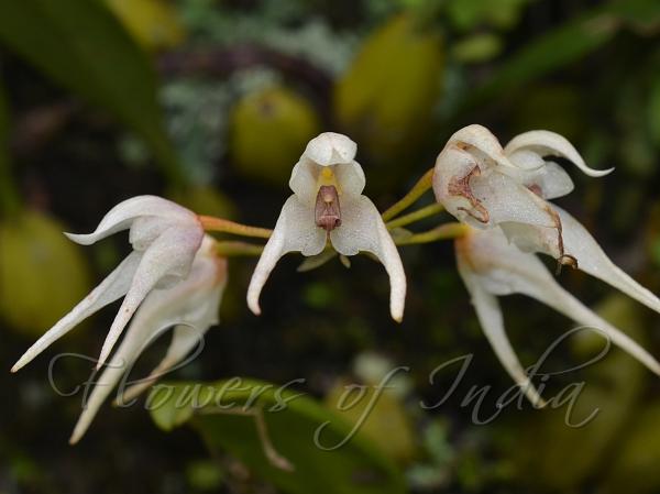 Mysore Bulb-Leaf Orchid
